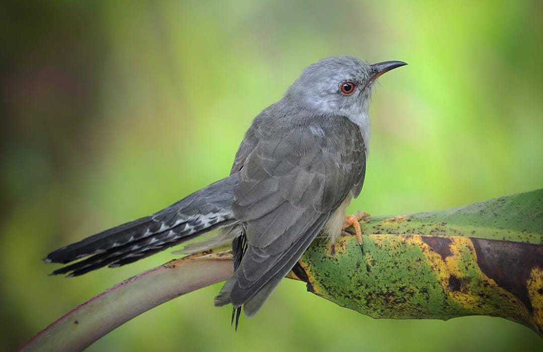 Mengenal Wiwik Kelabu, SI Pencuri Sarang Burung Lain yang Unik